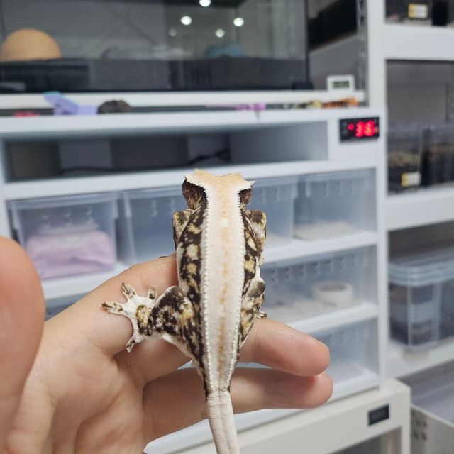 릴리화이트 블랙 화이트