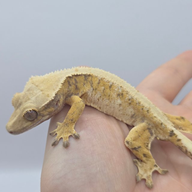 트라이 익스트림할리퀸