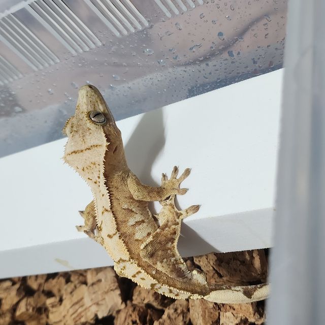 크림시클
