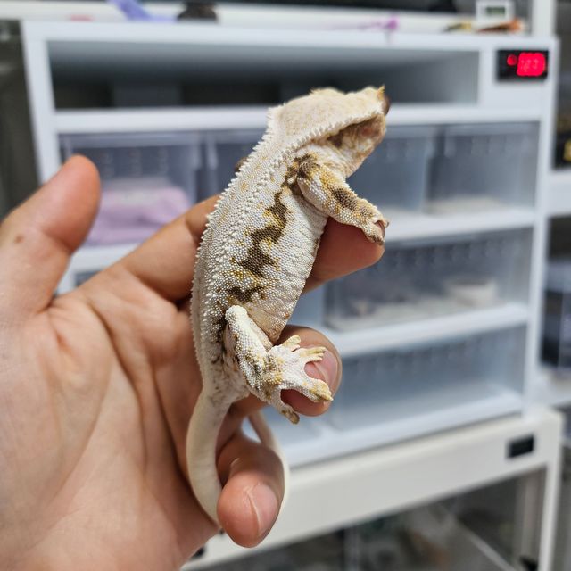 릴리화이트 트라이