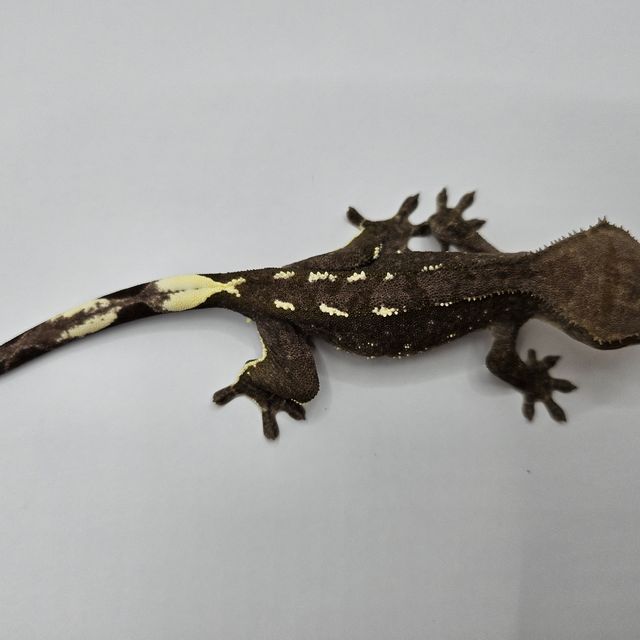 아잔틱