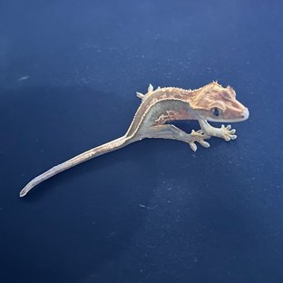 풀핀 엠티백