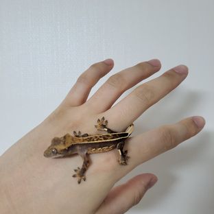 오닉스 풀핀 알티 엠티백