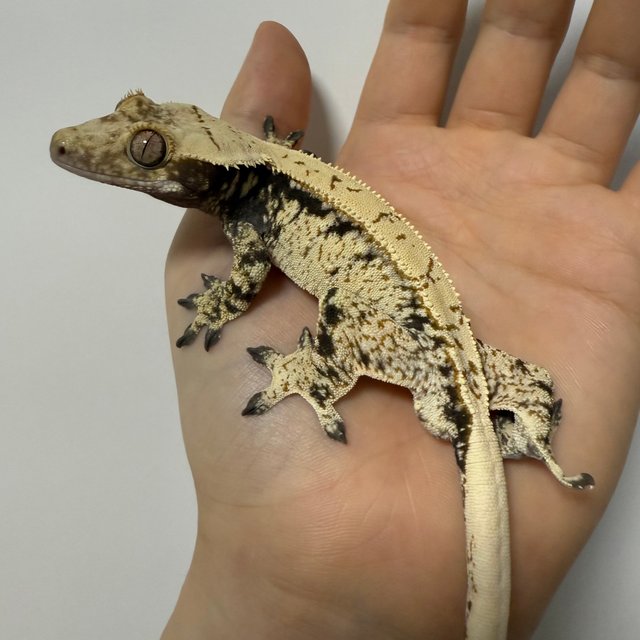 노멀 드리피 화이트스팟