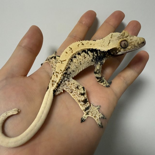 노멀 드리피 화이트스팟