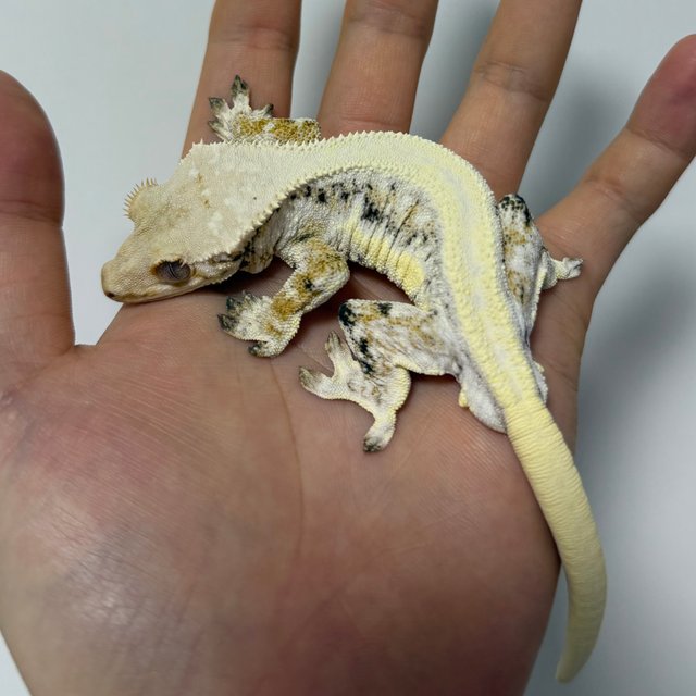 솔리드백 릴리화이트