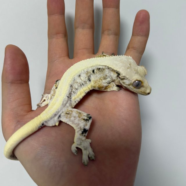 솔리드백 릴리화이트