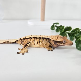 노멀 트라이 익스트림할리퀸