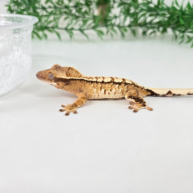 노멀 트라이 익스트림할리퀸