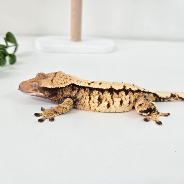 노멀 트라이 익스트림할리퀸