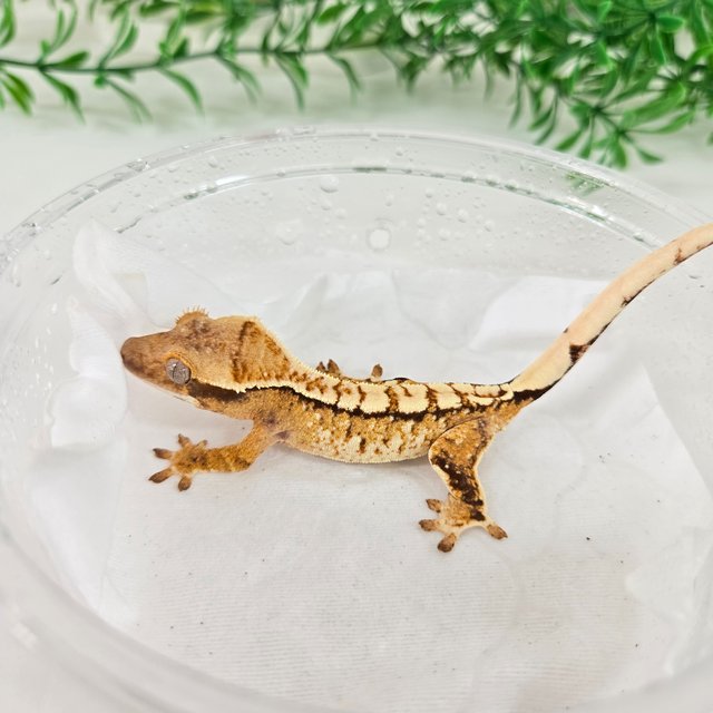 노멀 트라이 익스트림할리퀸