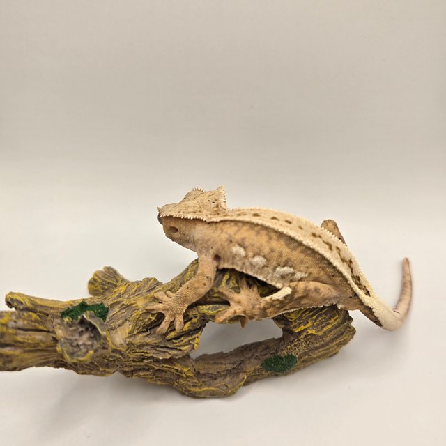 100%헷아잔틱 풀핀