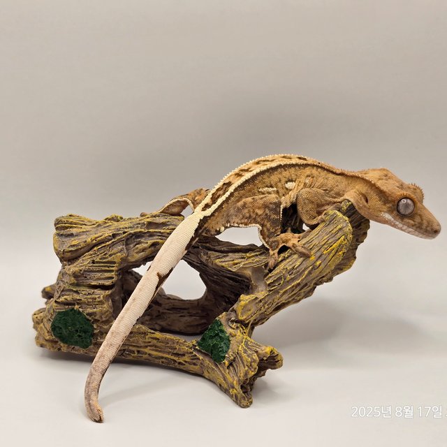 100%헷아잔틱 풀핀