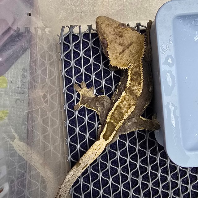 노멀 핀스트라이프 쿼드 다크