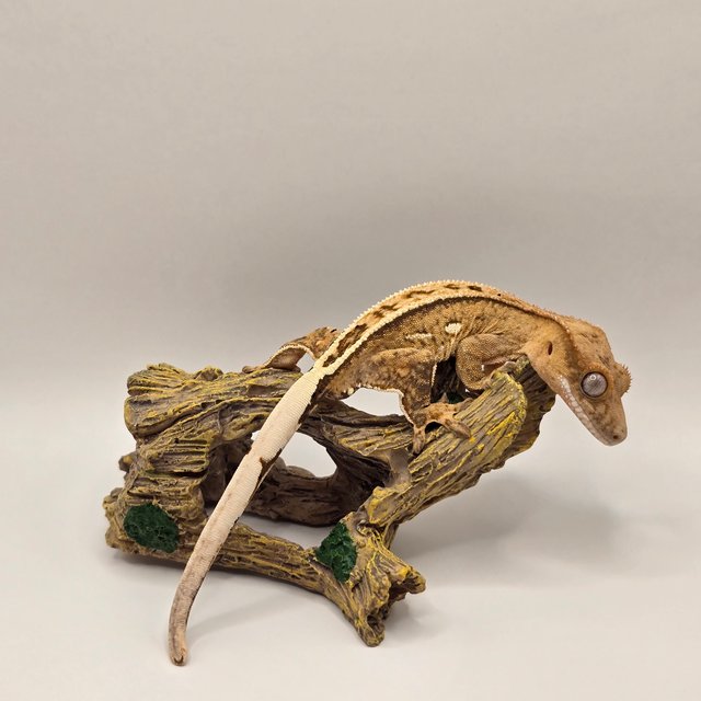 100%헷아잔틱 풀핀