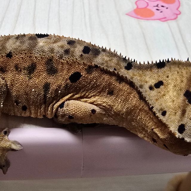 슈퍼달마시안