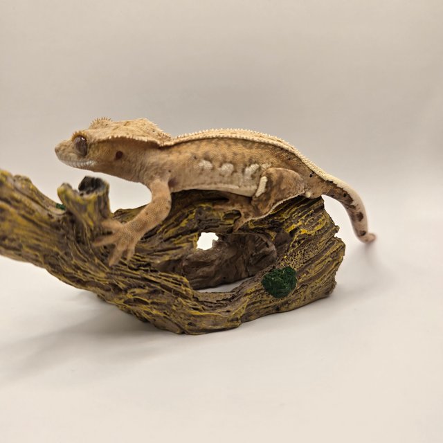 100%헷아잔틱 풀핀