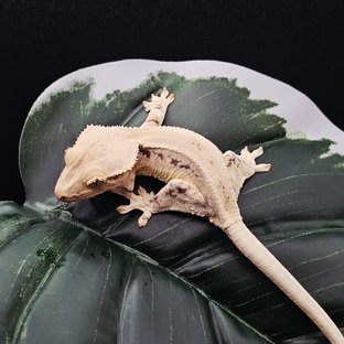 드리피 화이트스팟 릴리화이트