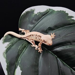 솔리드백 릴리화이트