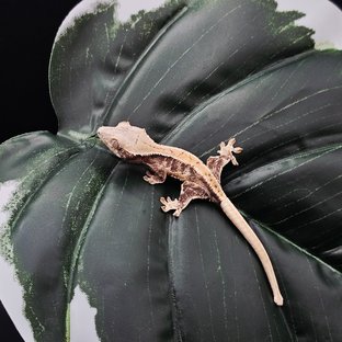 드리피 트라이 릴리화이트