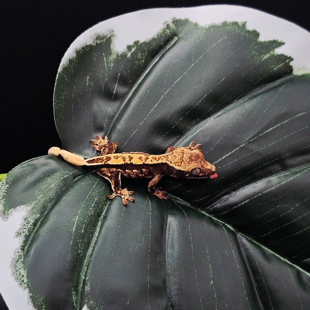 노멀 쿼드 풀핀