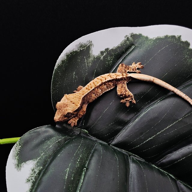 노멀 드리피 화이트스팟 트라이