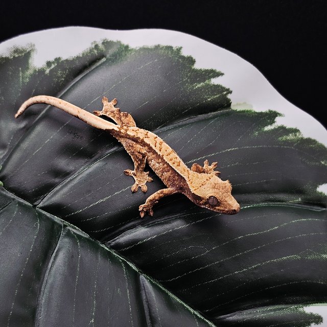 노멀 드리피 화이트스팟 트라이