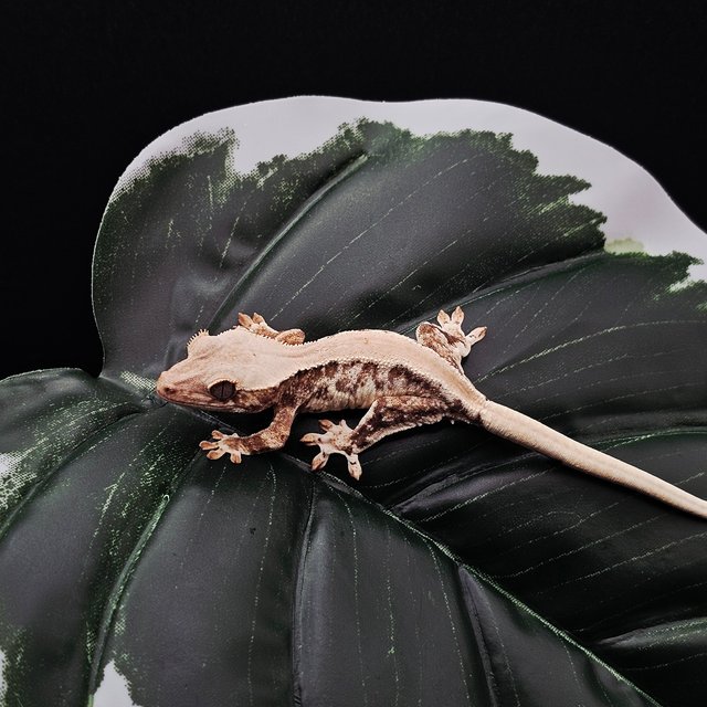 솔리드백 릴리화이트