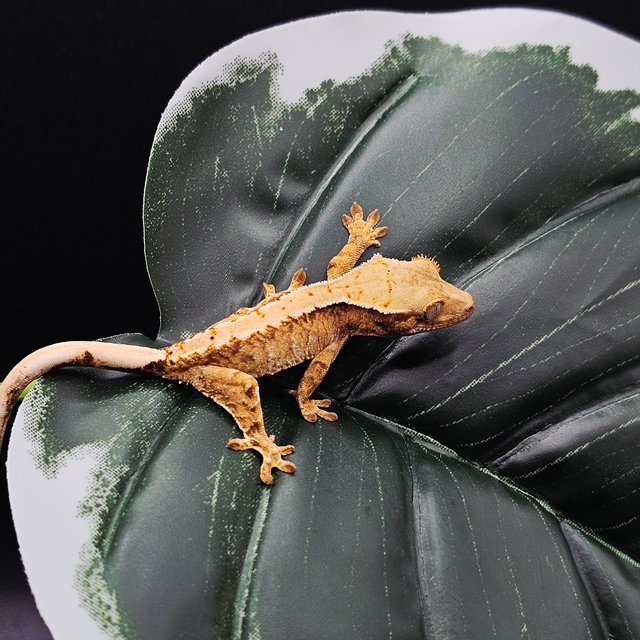 노멀 화이트스팟 트라이