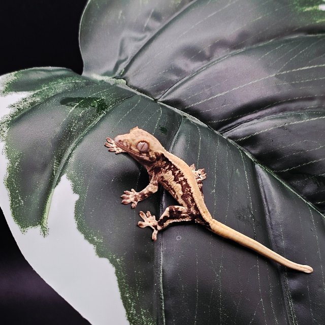 솔리드백 릴리화이트