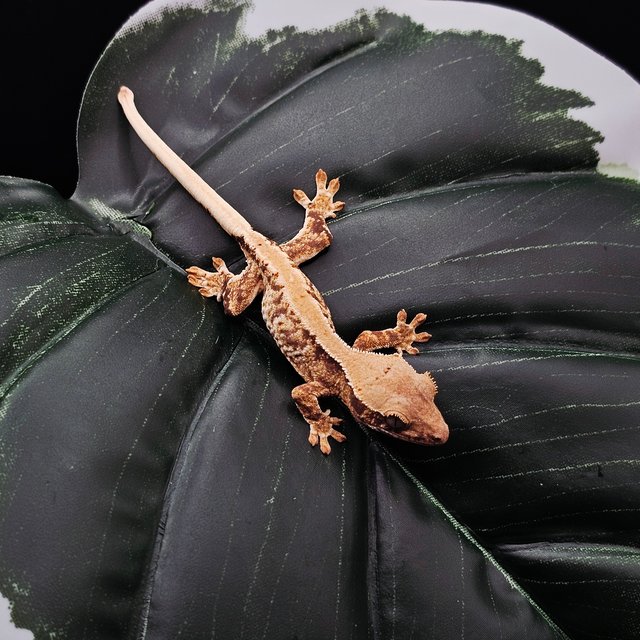 드리피 트라이 릴리화이트