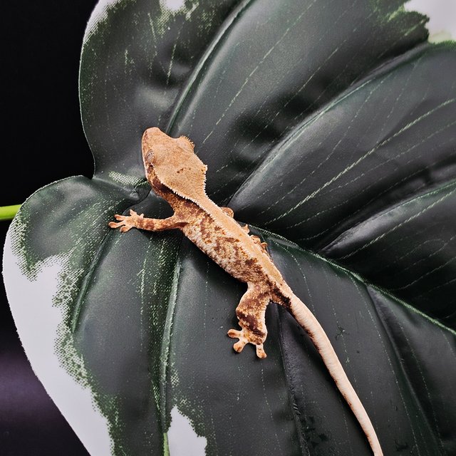 드리피 트라이 릴리화이트