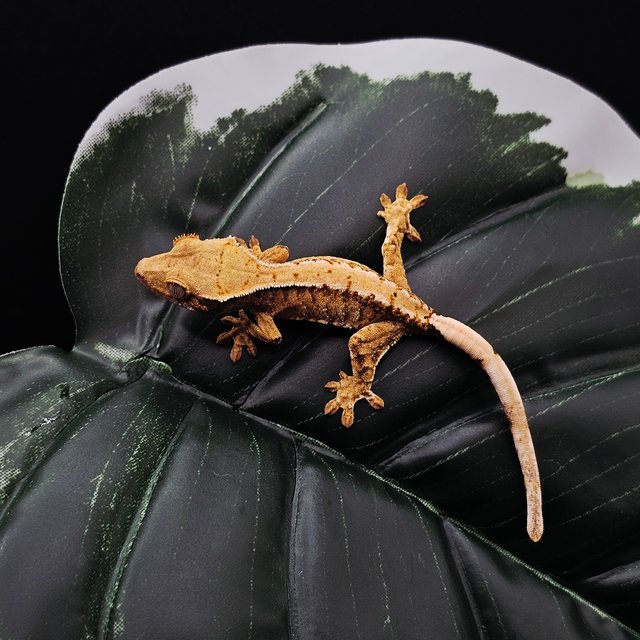 노멀 화이트스팟 트라이