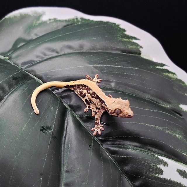 솔리드백 릴리화이트