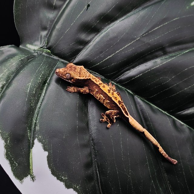 노멀 쿼드 풀핀