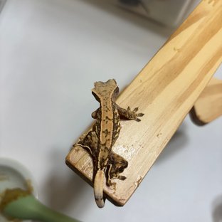 노멀 쿼드 풀핀