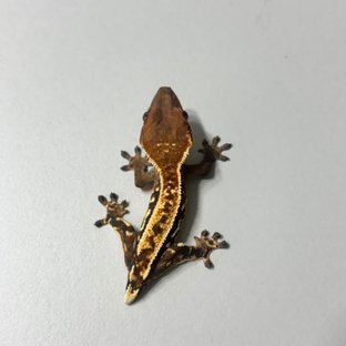 푸🍯