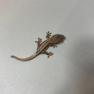 프라푸치노