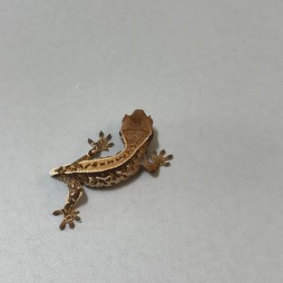 노멀 핀스트라이프