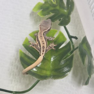프라푸치노