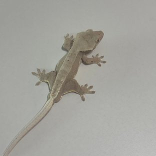 릴리화이트 팬텀 레드 달마시안