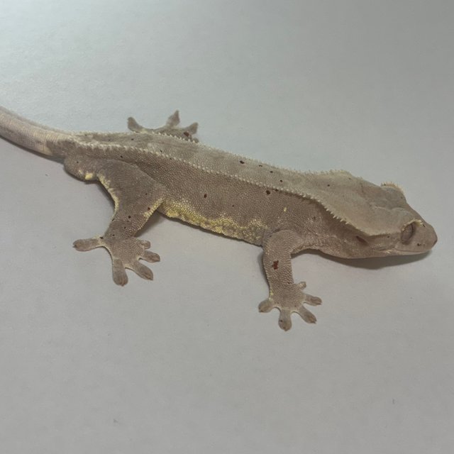 릴리화이트 팬텀 레드 달마시안