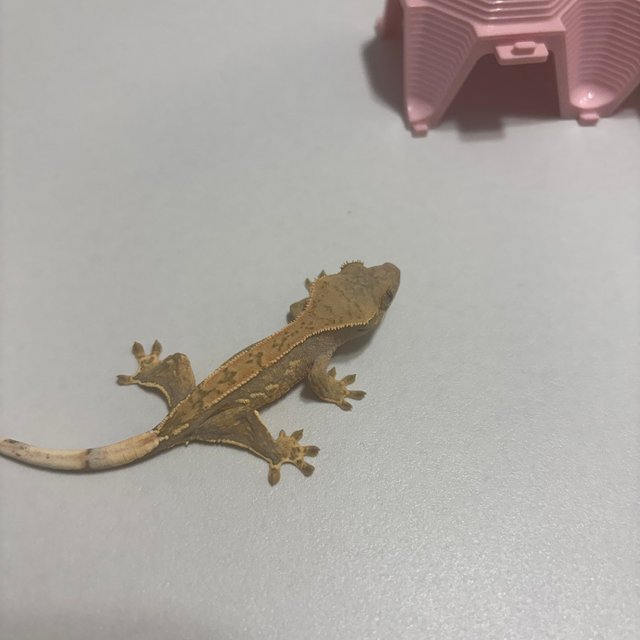 노멀 쿼드 풀핀