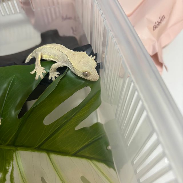 릴리화이트 팬텀 레드 달마시안