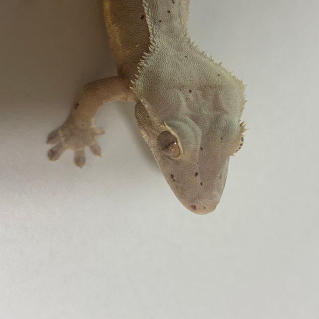 릴리화이트 팬텀 레드 달마시안