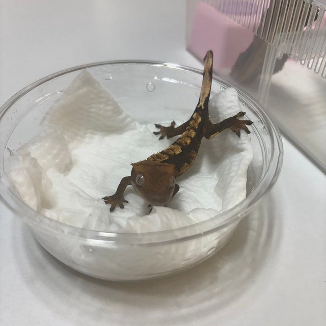 익스트림할리퀸 트라이
