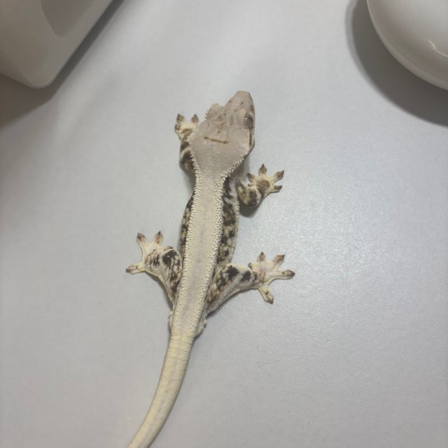 릴리화이트 솔리드백