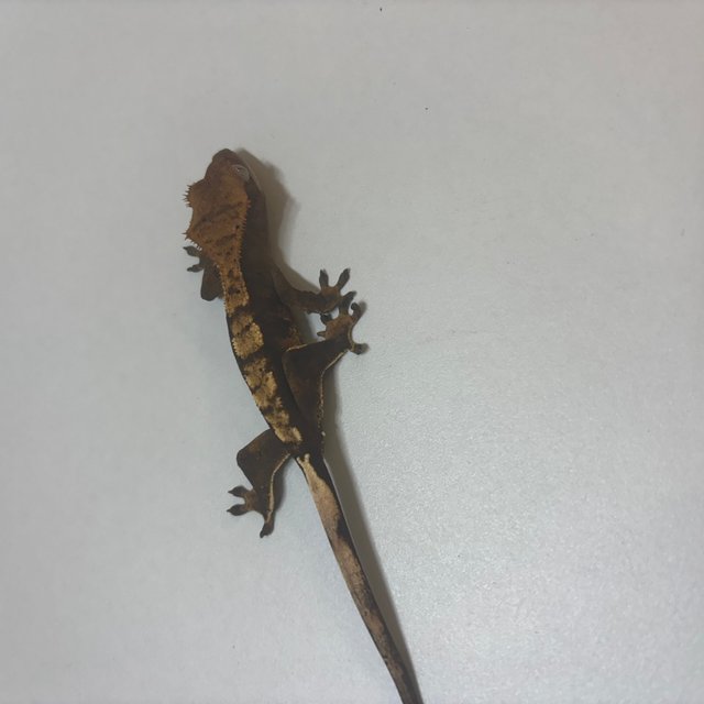 익스트림할리퀸 트라이