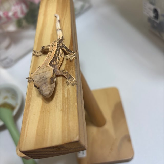 노멀 쿼드 풀핀