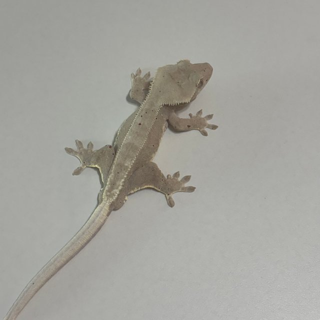 릴리화이트 팬텀 레드 달마시안